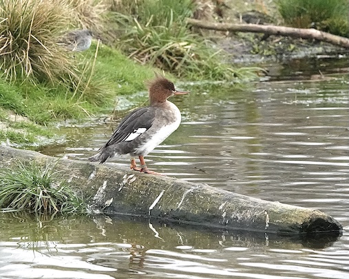 merganser